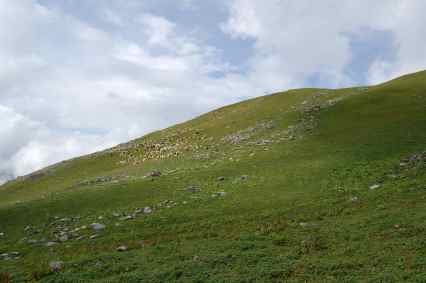 sheep-on-the-hillside.jpg